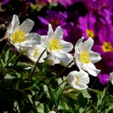 Gardening - Ehemaliger eigener Privatgarten I - Frühling