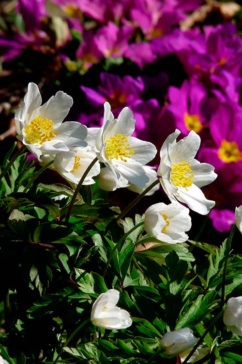 Ehemaliger eigener Privatgarten I Sabine Zentek, Impressionen Frühling