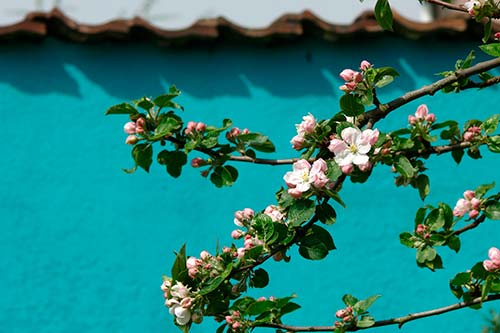 Ehemaliger eigener Privatgarten I Sabine Zentek, Impressionen Frühling