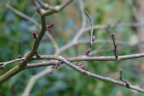 Ehemaliger eigener Privatgarten I Sabine Zentek, Impressionen Frühling