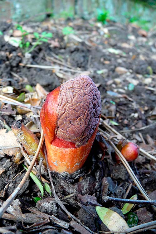 Ehemaliger eigener Privatgarten I Sabine Zentek, Impressionen Frühling