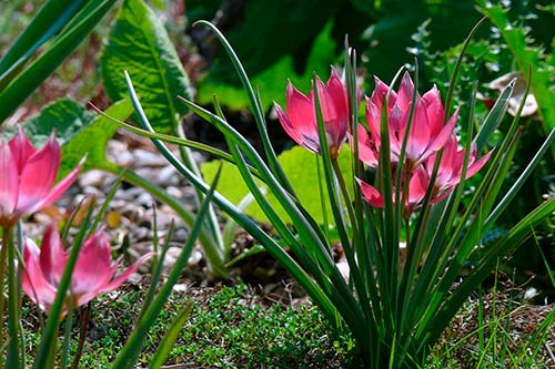 Ehemaliger eigener Privatgarten I Sabine Zentek, Impressionen Frühling