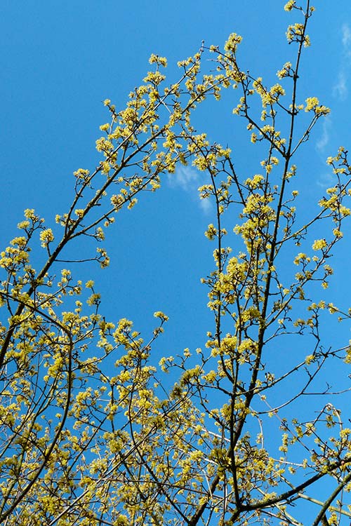 Ehemaliger eigener Privatgarten I Sabine Zentek, Impressionen Frühling