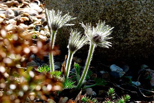 Ehemaliger eigener Privatgarten I Sabine Zentek, Impressionen Frühling