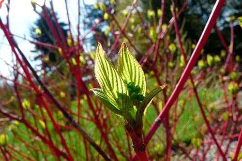 Ehemaliger eigener Privatgarten I Sabine Zentek, Impressionen Frühling