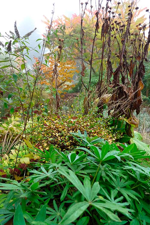 Ehemaliger eigener Privatgarten I Sabine Zentek, Impressionen Herbst