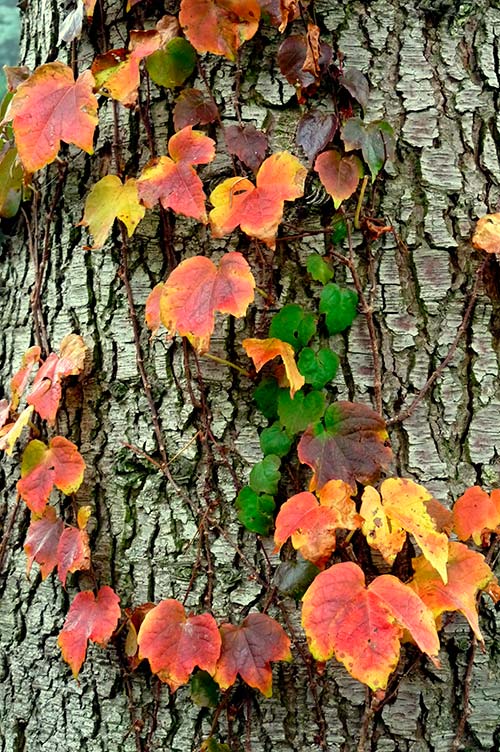 Ehemaliger eigener Privatgarten I Sabine Zentek, Impressionen Herbst