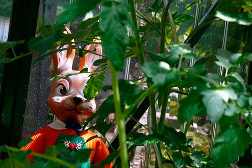 Ehemaliger eigener Privatgarten I Sabine Zentek, Impressionen Sommer