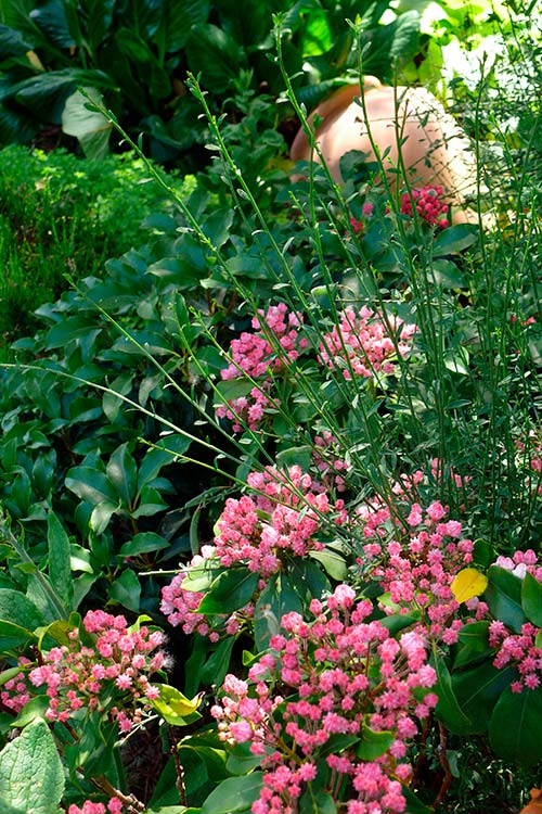 Ehemaliger eigener Privatgarten I Sabine Zentek, Impressionen Sommer